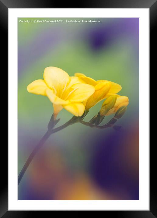 Yellow Freesia Flowers Framed Mounted Print by Pearl Bucknall
