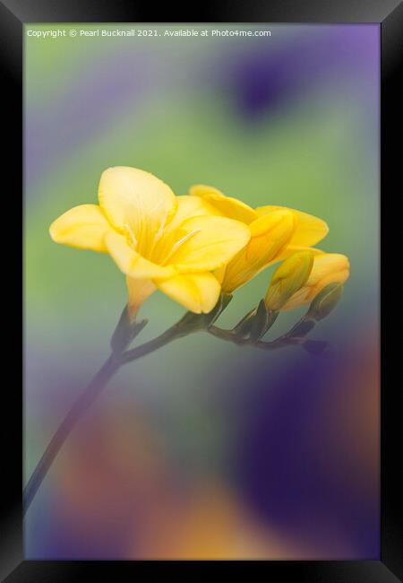 Yellow Freesia Flowers Framed Print by Pearl Bucknall