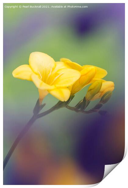 Yellow Freesia Flowers Print by Pearl Bucknall