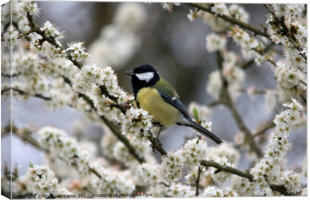 Great Tit in Blossom Canvas Print by Michael Hopes