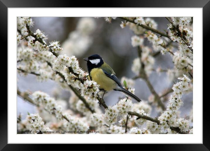 Great Tit in Blossom Framed Mounted Print by Michael Hopes