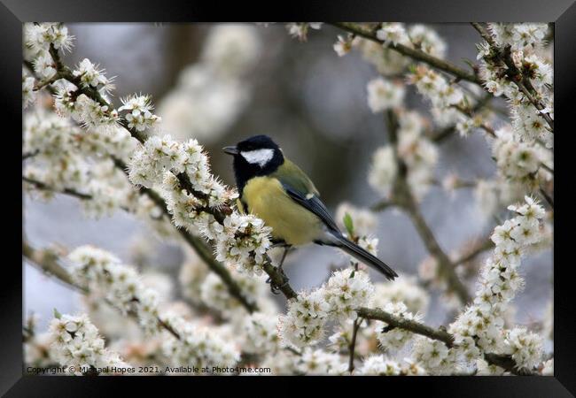 Great Tit in Blossom Framed Print by Michael Hopes