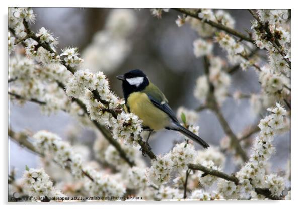 Great Tit in Blossom Acrylic by Michael Hopes