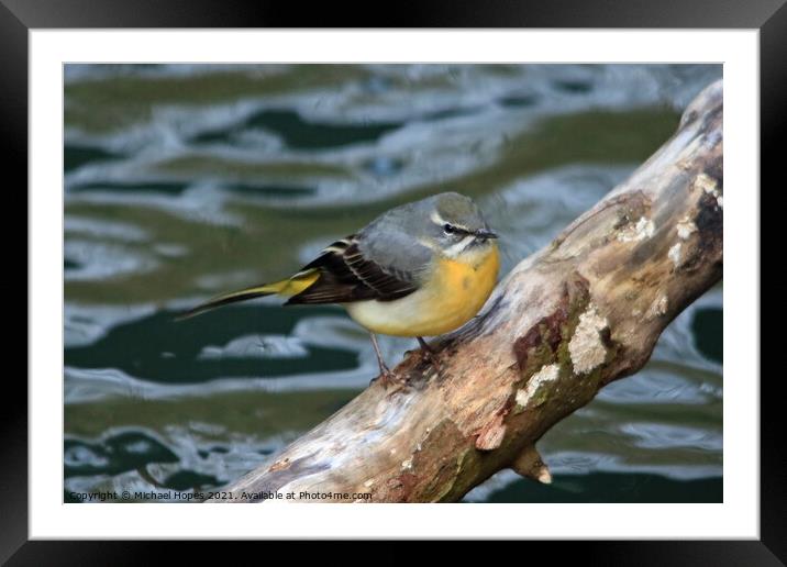 Grey Wagtail Framed Mounted Print by Michael Hopes