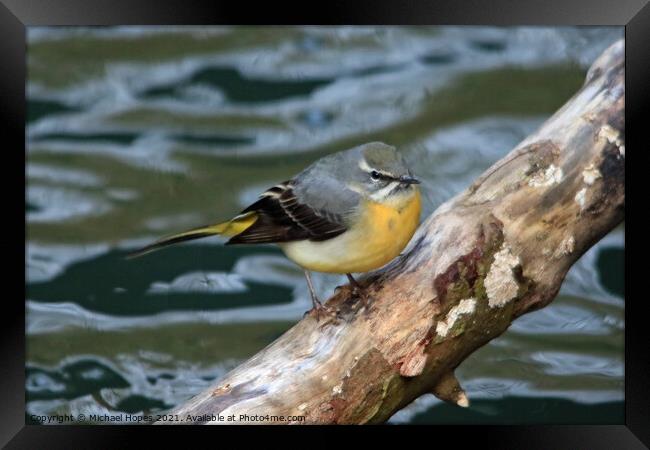 Grey Wagtail Framed Print by Michael Hopes