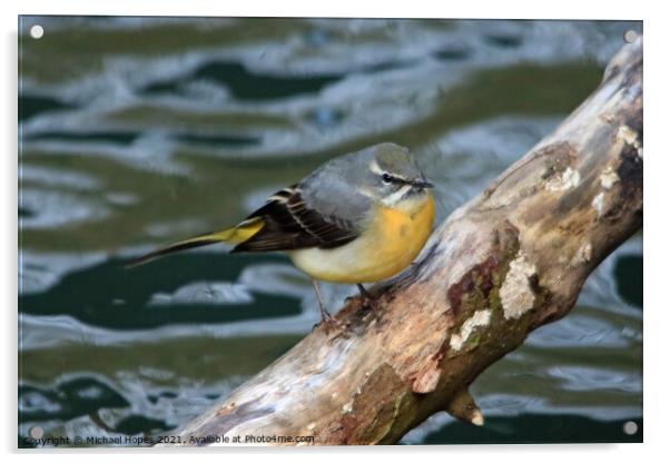 Grey Wagtail Acrylic by Michael Hopes