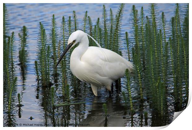 Little Egret in Water Print by Michael Hopes