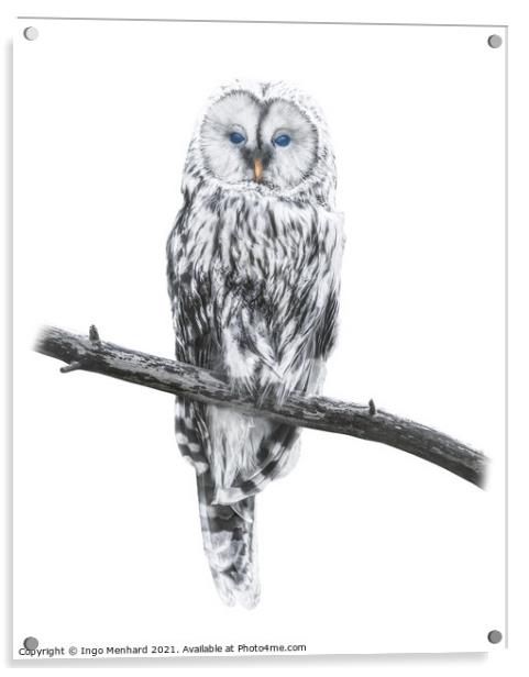 Owl of freedom Acrylic by Ingo Menhard