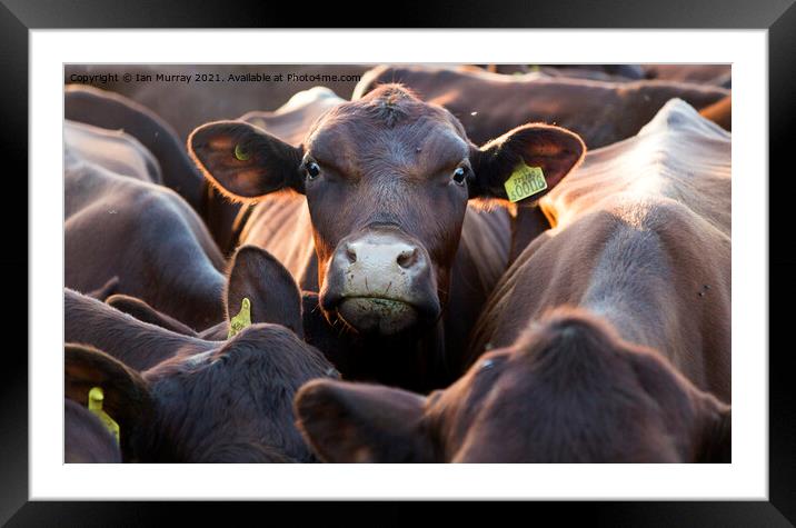 Young red poll calf Framed Mounted Print by Ian Murray