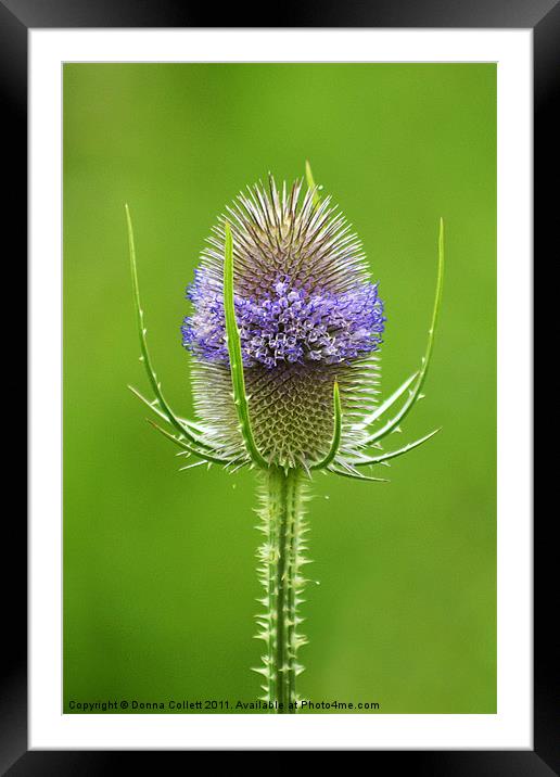 Teasel Framed Mounted Print by Donna Collett
