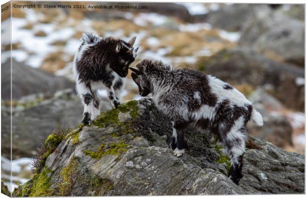 Welsh Mountain Goats Canvas Print by Steve Morris
