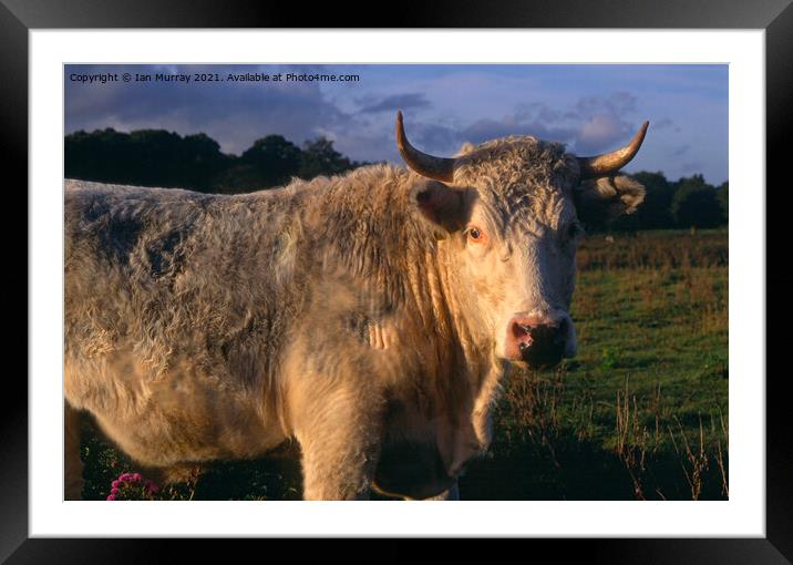White bull with horns  Framed Mounted Print by Ian Murray