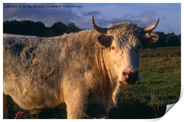 White bull with horns  Print by Ian Murray