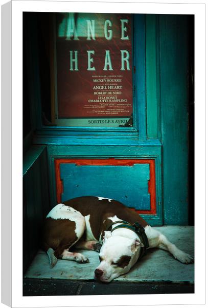 Sleepy Staffordshire bull terrier ,brown and white 475   Canvas Print by PHILIP CHALK