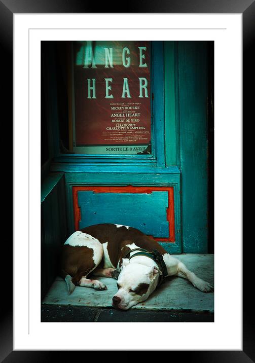 Sleepy Staffordshire bull terrier ,brown and white 475   Framed Mounted Print by PHILIP CHALK