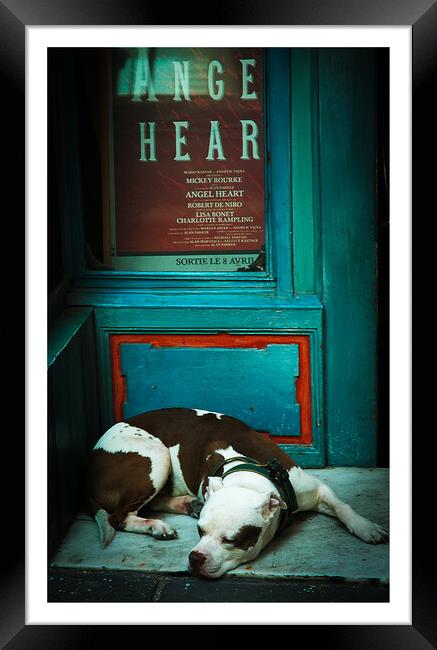 Sleepy Staffordshire bull terrier ,brown and white 475   Framed Print by PHILIP CHALK