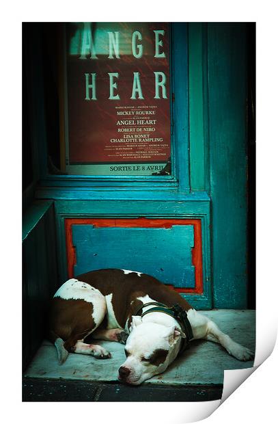 Sleepy Staffordshire bull terrier ,brown and white 475   Print by PHILIP CHALK