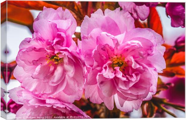 Pink Kwanzan Cherry Flowers Blooming Macro Canvas Print by William Perry