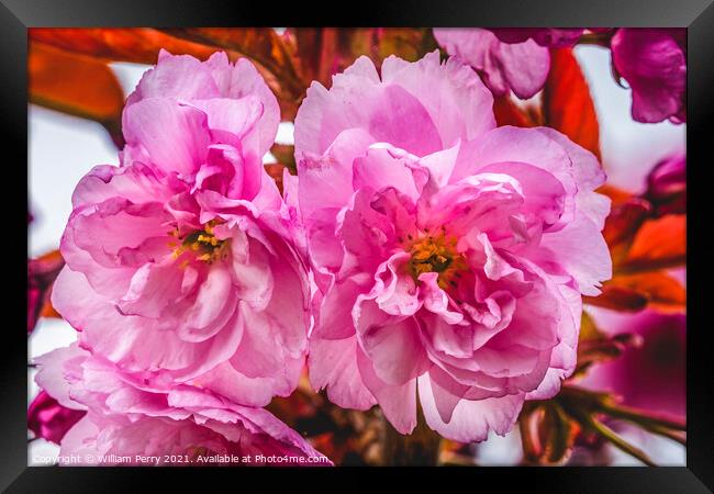 Pink Kwanzan Cherry Flowers Blooming Macro Framed Print by William Perry