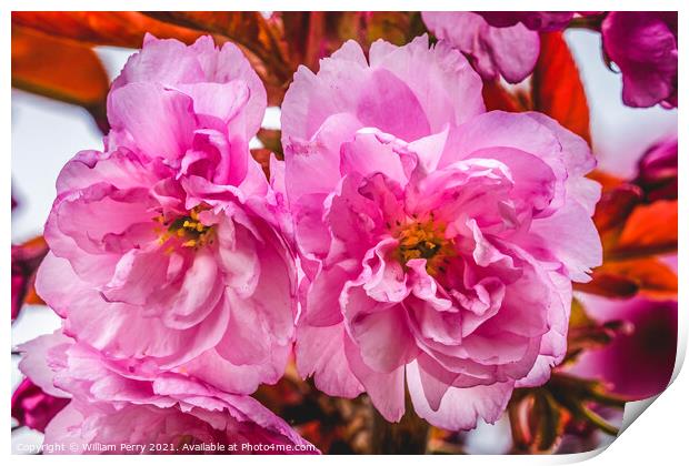 Pink Kwanzan Cherry Flowers Blooming Macro Print by William Perry