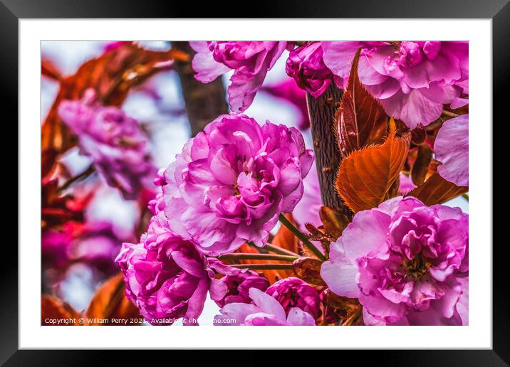Pink Kwanzan Cherry Flowers Blooming Macro Framed Mounted Print by William Perry