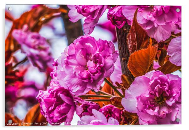 Pink Kwanzan Cherry Flowers Blooming Macro Acrylic by William Perry