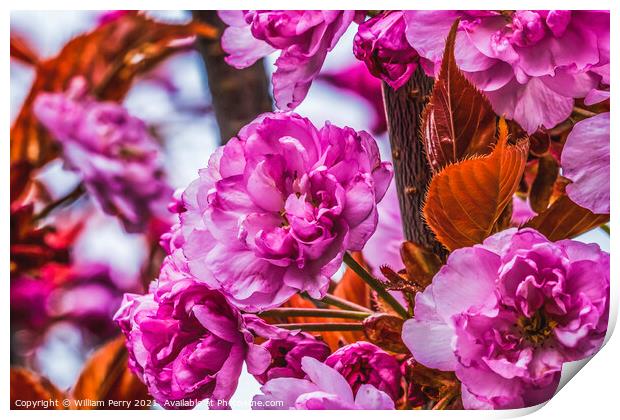Pink Kwanzan Cherry Flowers Blooming Macro Print by William Perry