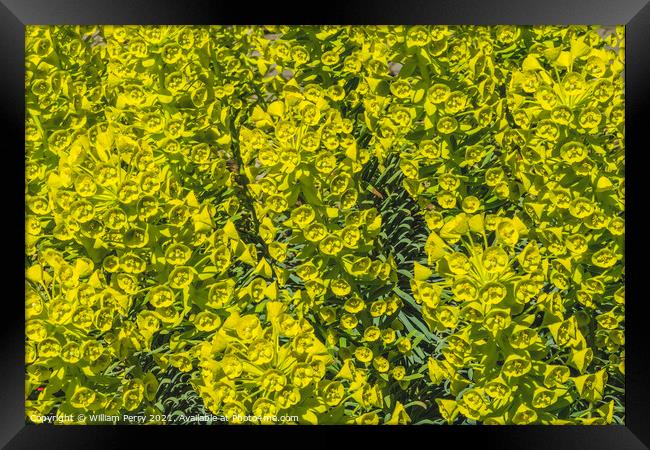 Green Mediterranean Splurge Blossoms Blooming Macro Framed Print by William Perry