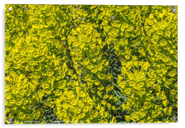 Green Mediterranean Splurge Blossoms Blooming Macro Acrylic by William Perry