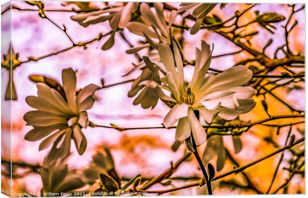 White Star Magnolia Blossoms Blooming Washington Canvas Print by William Perry