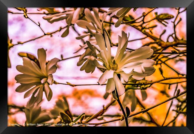 White Star Magnolia Blossoms Blooming Washington Framed Print by William Perry