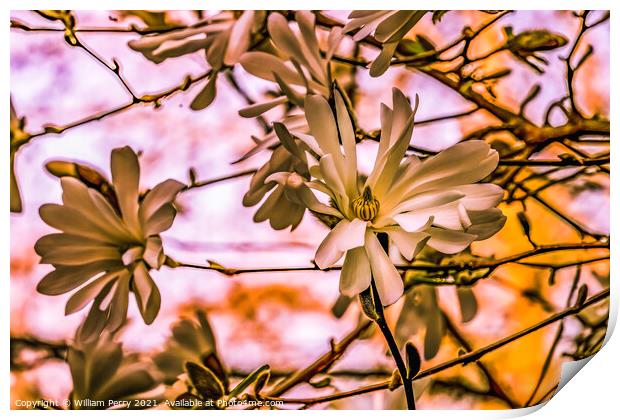 White Star Magnolia Blossoms Blooming Washington Print by William Perry