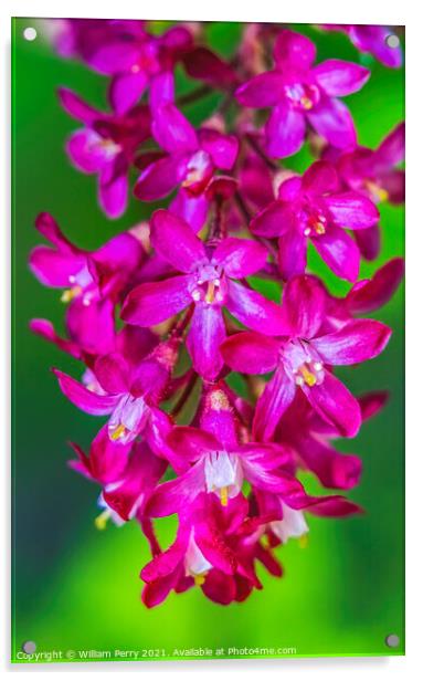 Pink Flowering Currant Blooming Macro Acrylic by William Perry