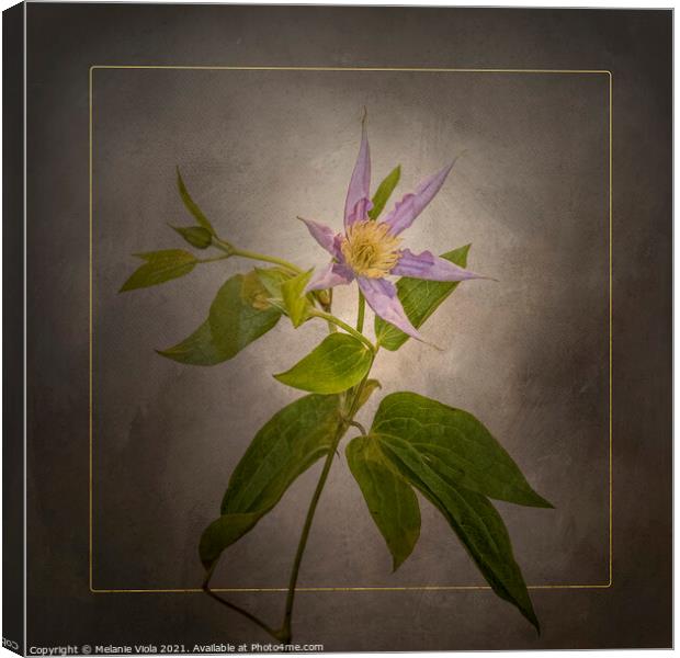 Graceful flower - Clematis | vintage style gold Canvas Print by Melanie Viola