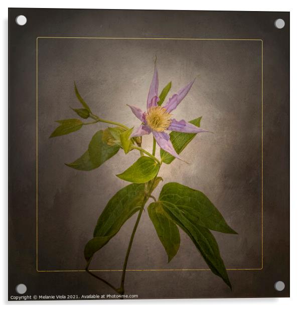 Graceful flower - Clematis | vintage style gold Acrylic by Melanie Viola