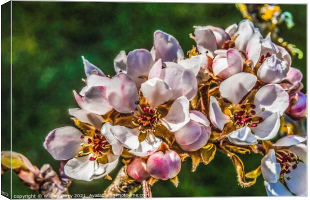 White Pear Blossoms Blooming Macro Washington Canvas Print by William Perry