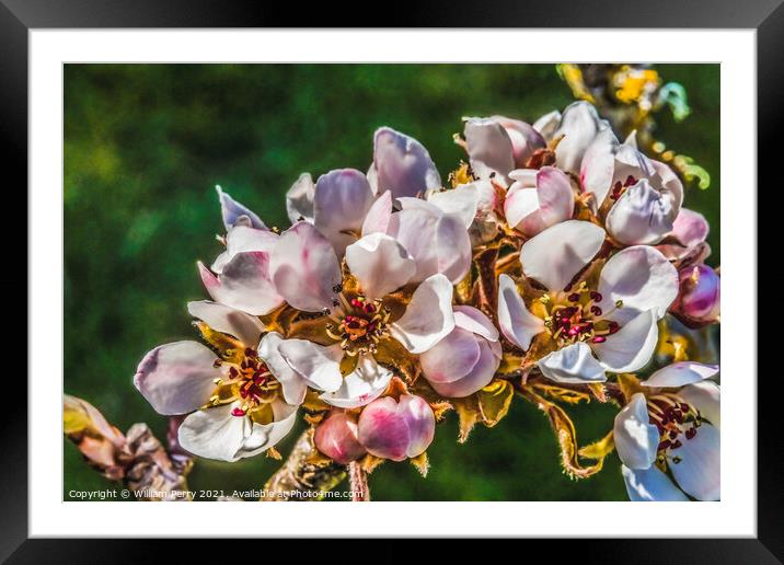 White Pear Blossoms Blooming Macro Washington Framed Mounted Print by William Perry
