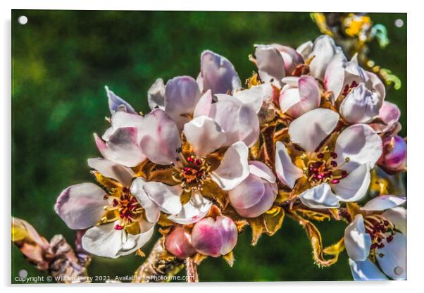 White Pear Blossoms Blooming Macro Washington Acrylic by William Perry