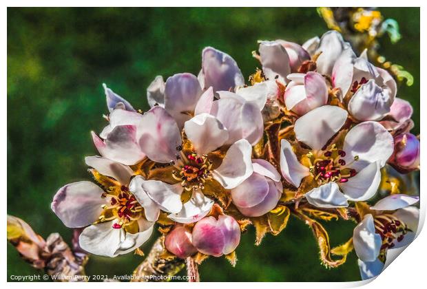 White Pear Blossoms Blooming Macro Washington Print by William Perry