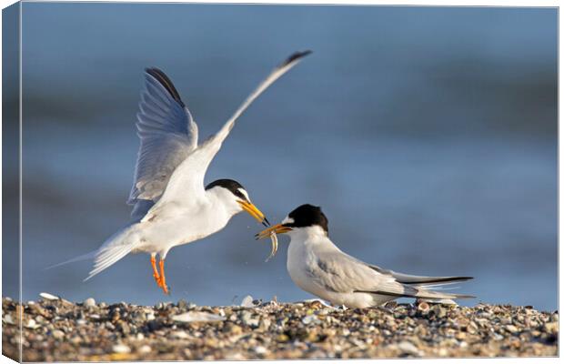 Little Tern Offering Fish to Female Canvas Print by Arterra 