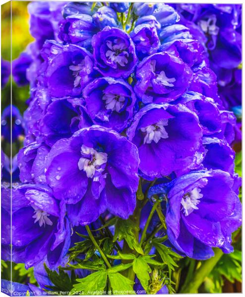 Blue Purple Delphinium Larkspur Blossom Blooming Canvas Print by William Perry