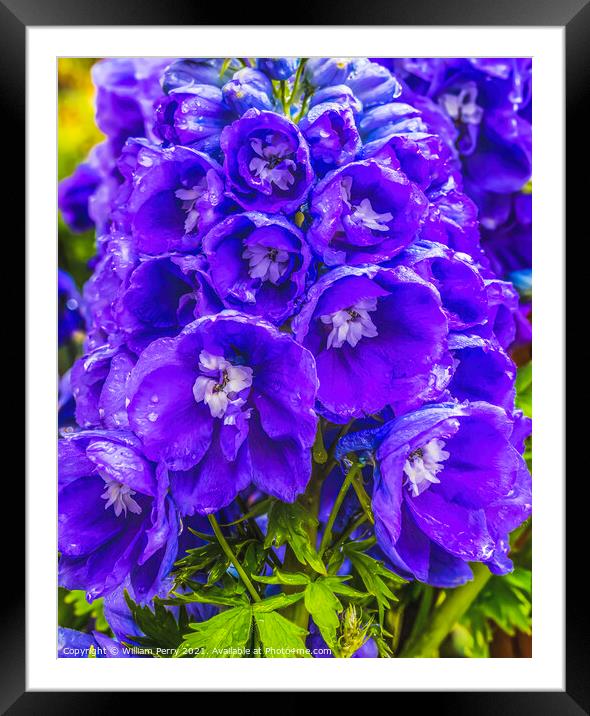 Blue Purple Delphinium Larkspur Blossom Blooming Framed Mounted Print by William Perry