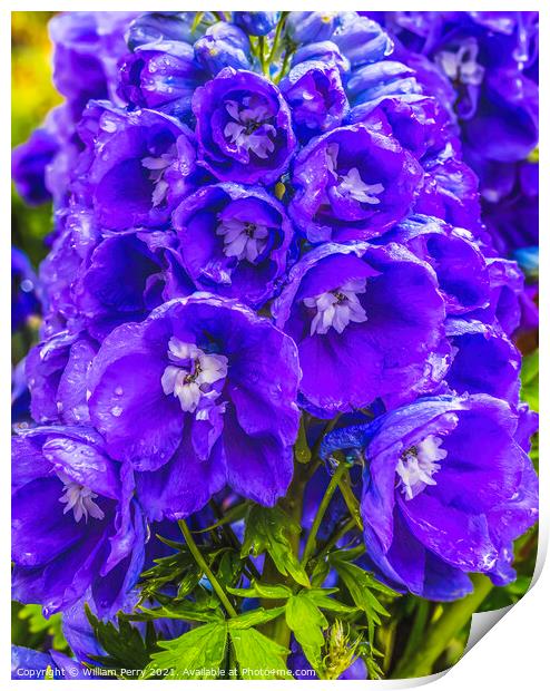 Blue Purple Delphinium Larkspur Blossom Blooming Print by William Perry