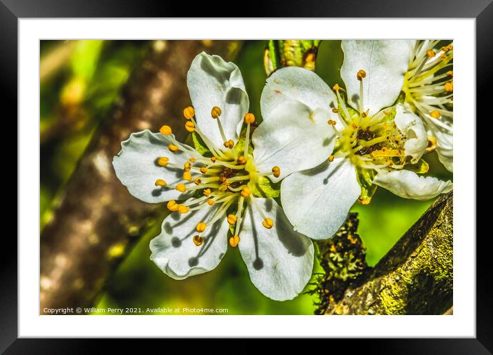 White Plum Blossom Blooming Framed Mounted Print by William Perry