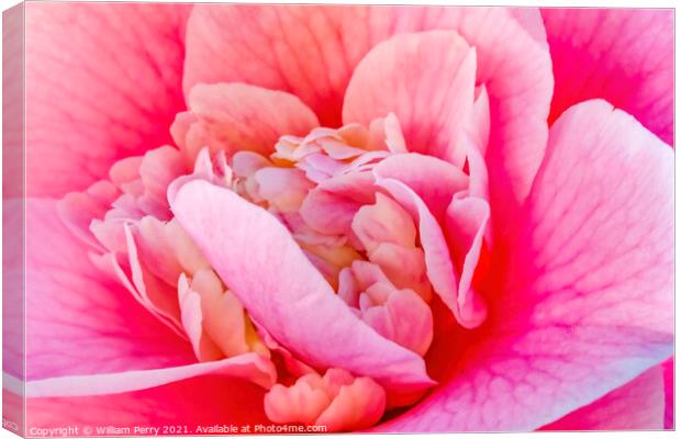 Pink Camellia Reticulata Blooming Macro Canvas Print by William Perry