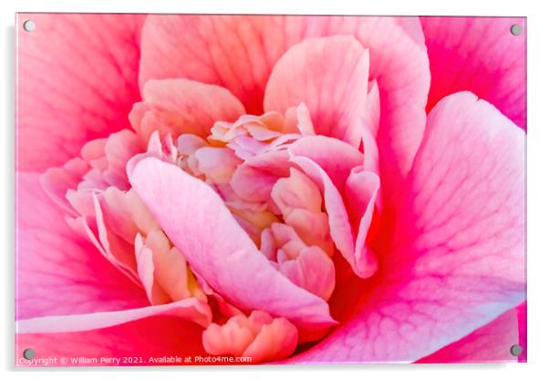 Pink Camellia Reticulata Blooming Macro Acrylic by William Perry