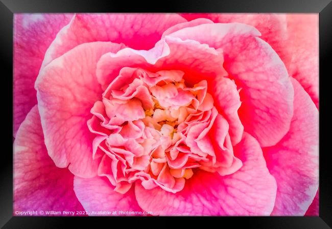 Pink Camellia Reticulata Blooming Macro Framed Print by William Perry
