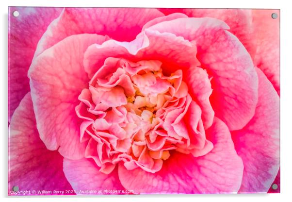Pink Camellia Reticulata Blooming Macro Acrylic by William Perry