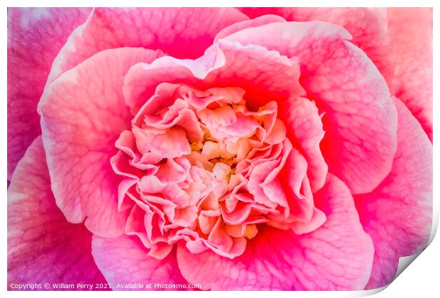 Pink Camellia Reticulata Blooming Macro Print by William Perry
