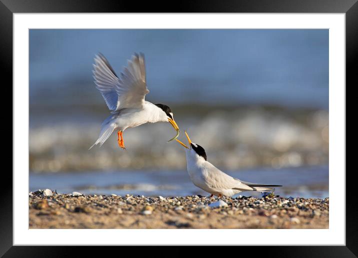 Little Tern Couple Sharing Fish on Beach Framed Mounted Print by Arterra 